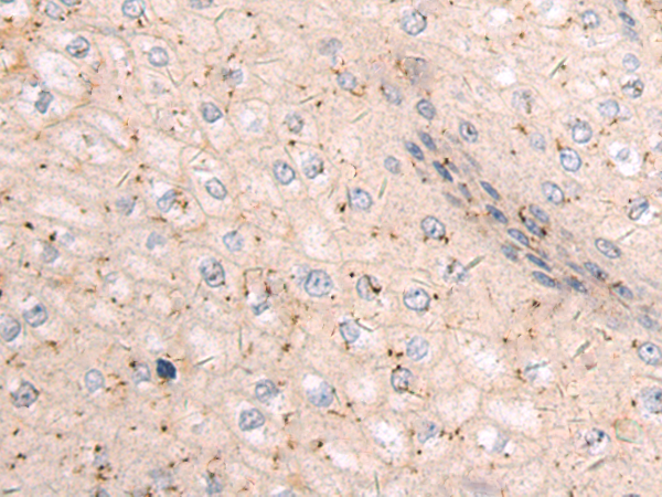 Rabbit Polyclonal Antibody to RHOF