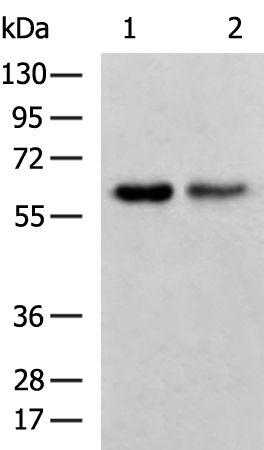 DPYSL5