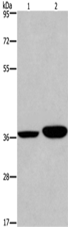 APAF1