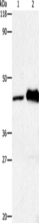 HTR1A