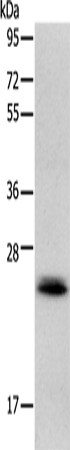 RAB22A