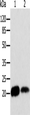 ARF6
