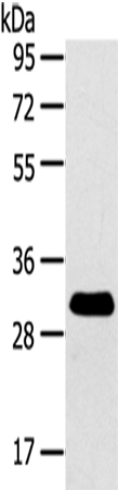 RALA