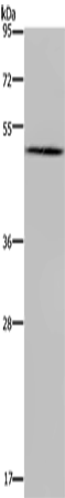 BMP3