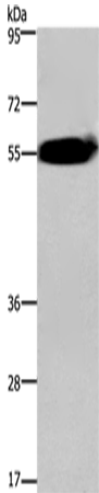 ACVR2A