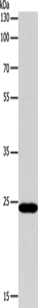 BCL2