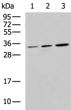 FGF2