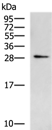 FGF8