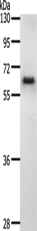 CDC6