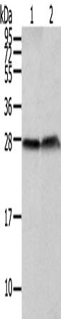 CLDN19