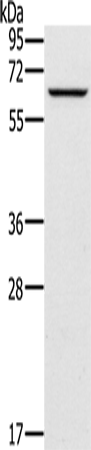 CRMP1