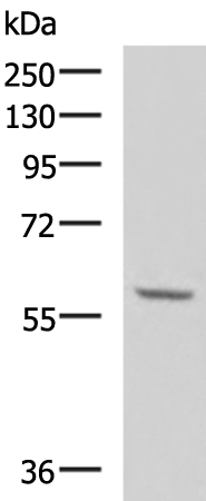 DPYSL3