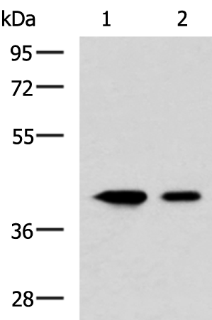 CCN2