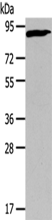 CUL2