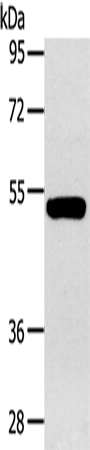 GJA9