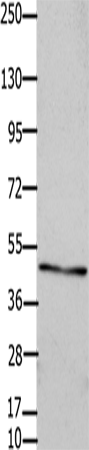 GJC2