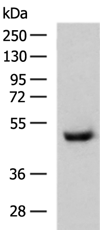 CXCR2