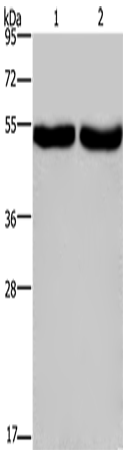 CXCR1