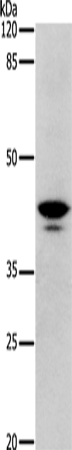 DRD4