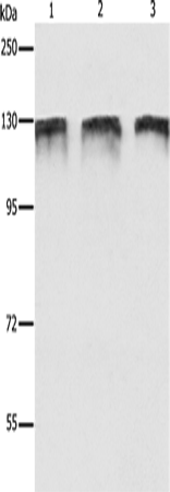 DDB1