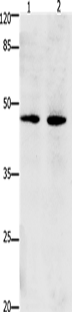 Dap3