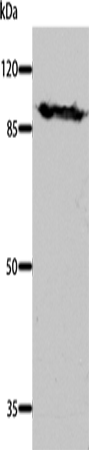 DNM1