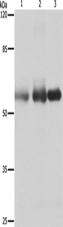 NECTIN1