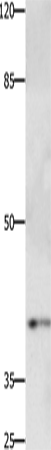 PTGER1