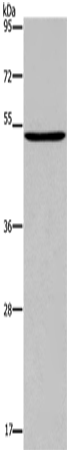 PTGER4