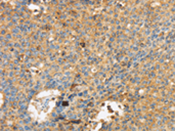 MAPK6