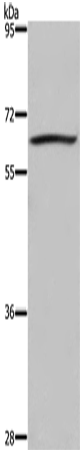 DUSP8