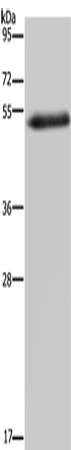 FOXC2