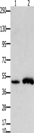 FOXL2