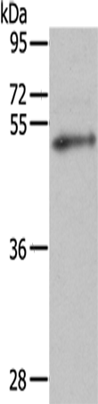 FOXP3