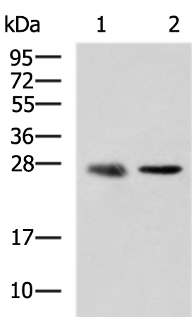 CMTM2