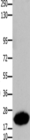 CLDN7