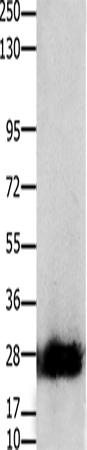 CLDN14