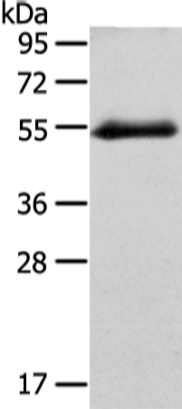 GLRA1