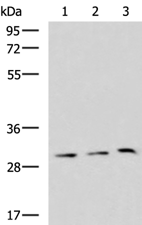 GPR3