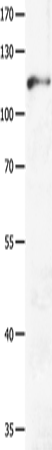 GRM3