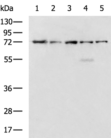 HSPA5