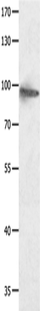 HCN1