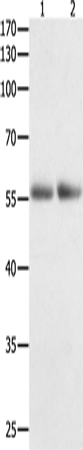 HDAC1