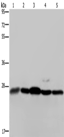 HMGB1