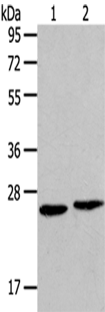 HMGB2