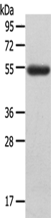 LAG3