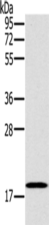 STMN1