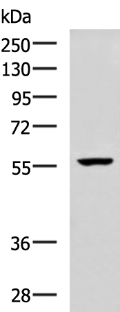 MADCAM1