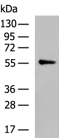 SLC16A4