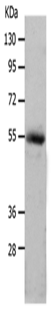 MMP17